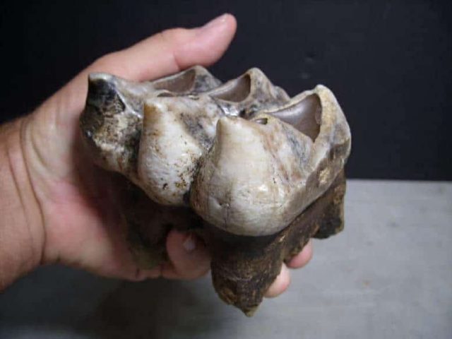 Mastodon Tooth