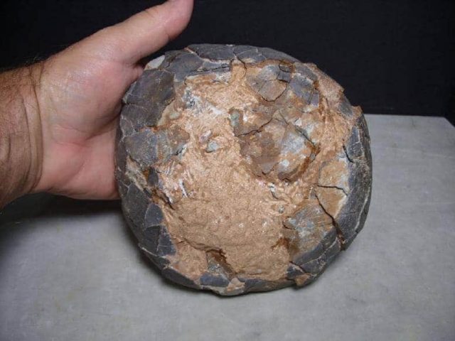 Hadrosaur eggs: Buy Dinosaur Eggs