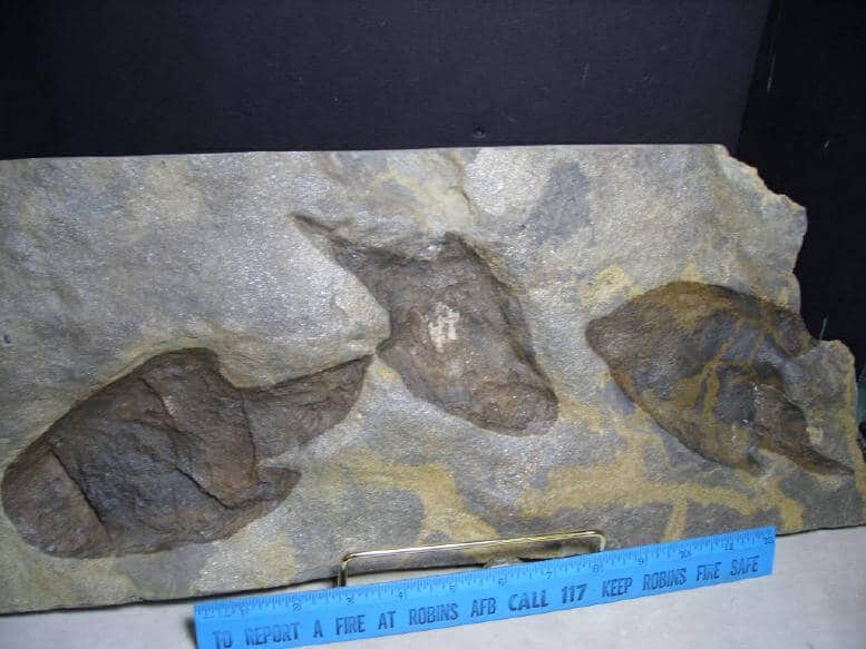 dinosaur fossil footprints for sale