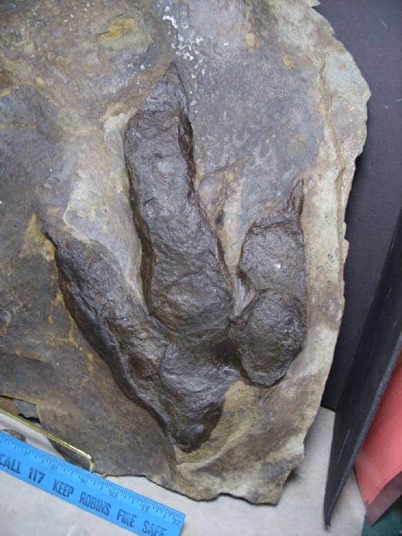 Dinosaur Footprint in Rock Tiles - For Sale