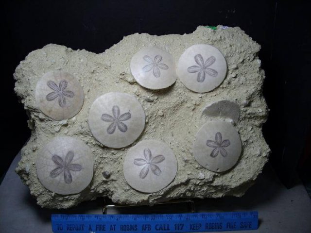 fossil echinoids