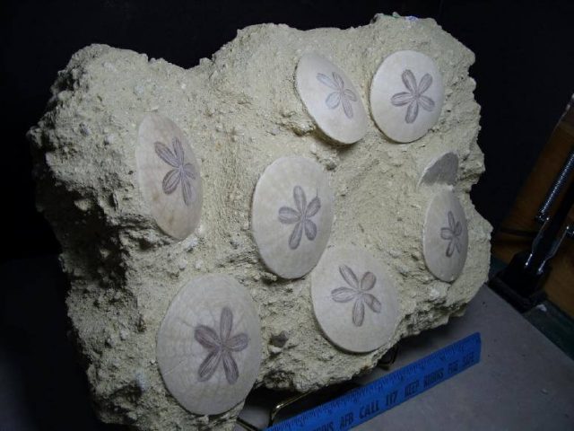fossil sea urchins