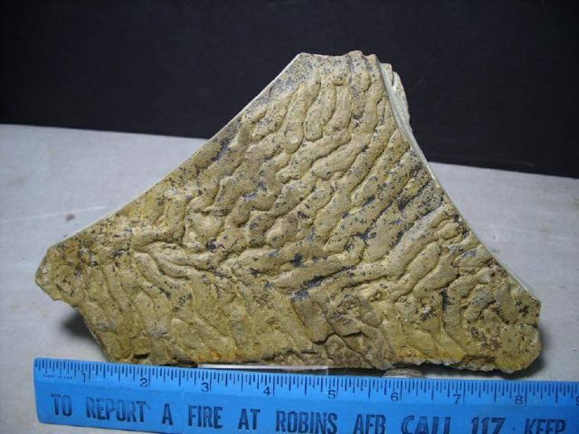 Stromatolite fossils for Sale