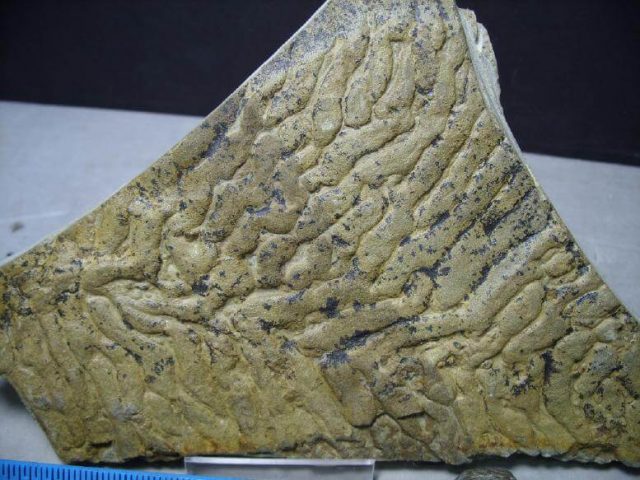 Stromatolite fossils for Sale