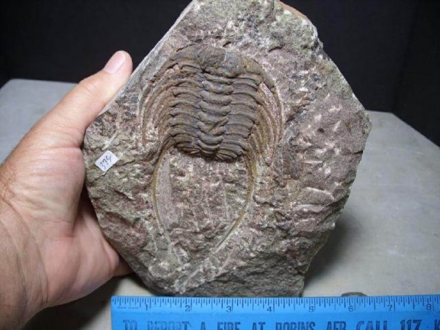 Fossil Trilobite