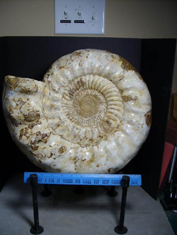 Ammonite Large