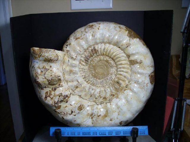 Ammonite Large