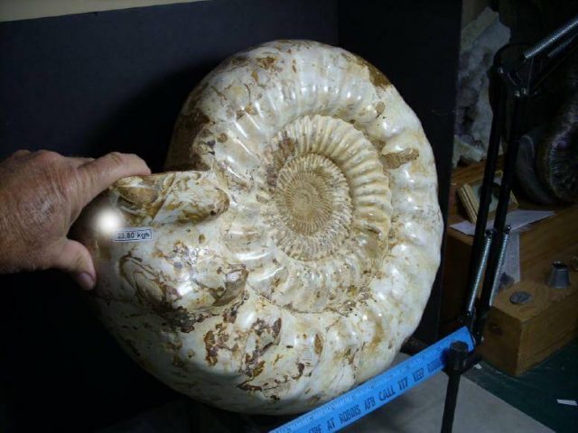 Ammonite Large