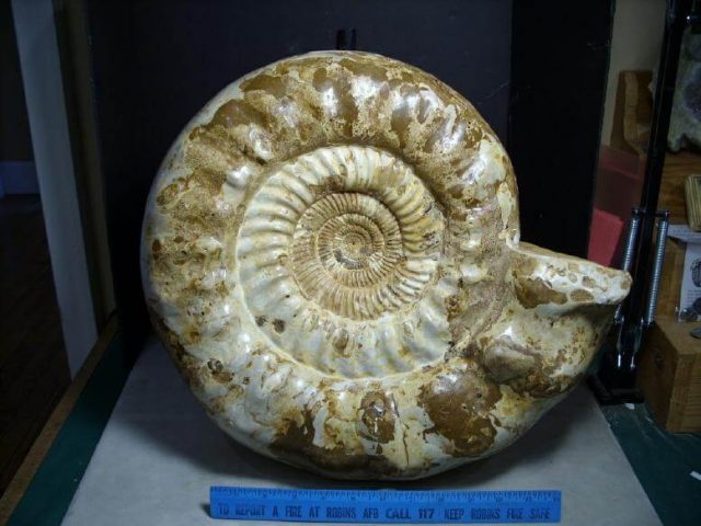 Ammonite Large