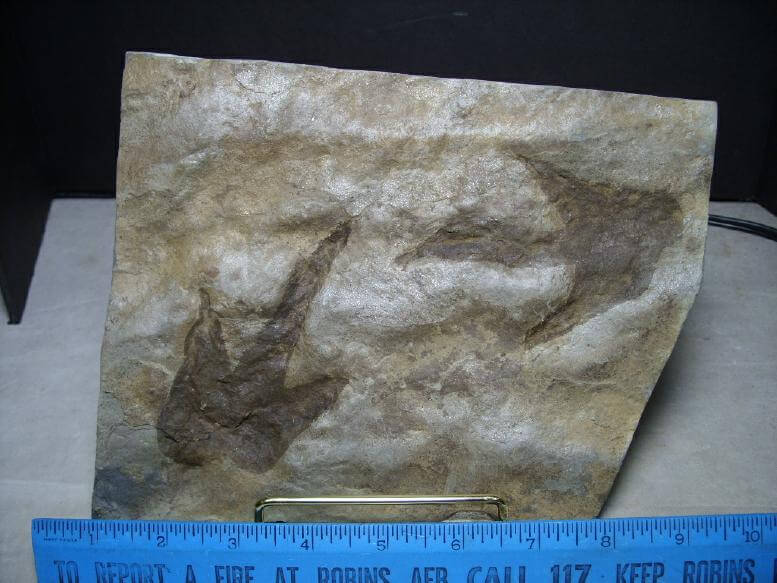 dinosaur fossil footprints for sale