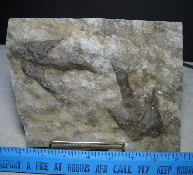 dinosaur fossil footprints for sale