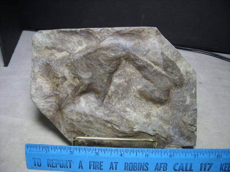 dinosaur fossil footprints for sale