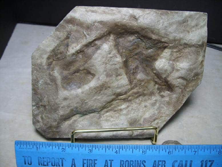 dinosaur fossil footprints for sale