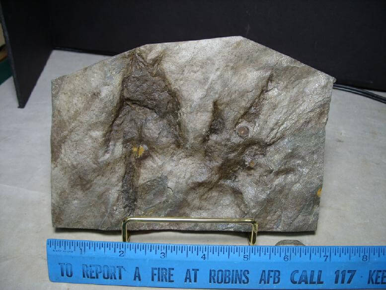 dinosaur fossil footprints for sale