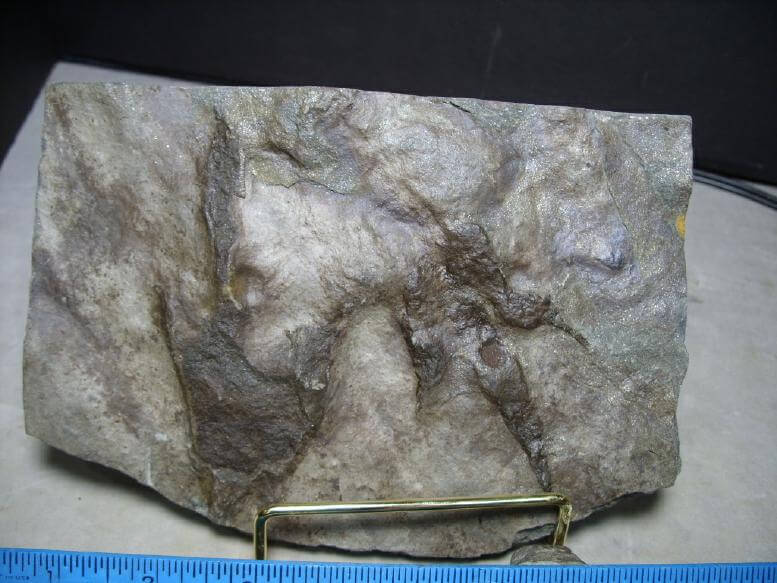 dinosaur fossil footprints for sale