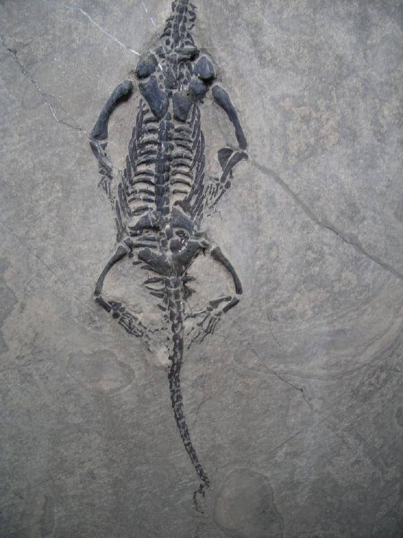 keichousaurus for sale
