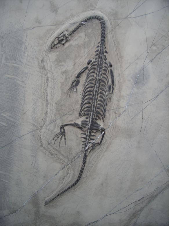 keichousaurus for sale