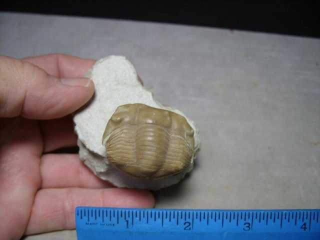 Russian Trilobite