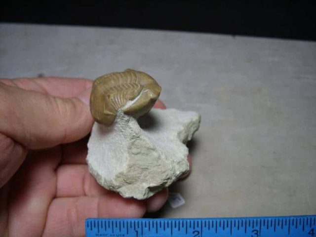Russian Trilobite