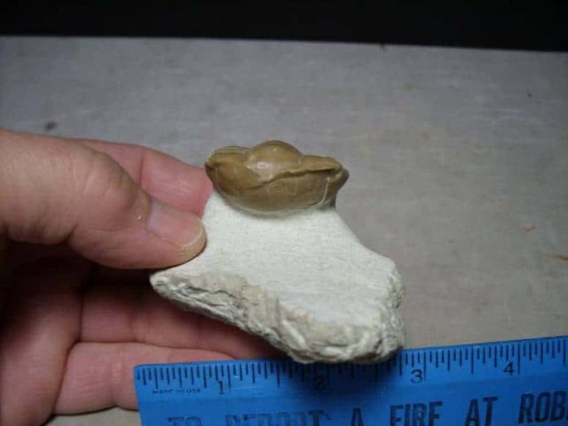 Russian Trilobite