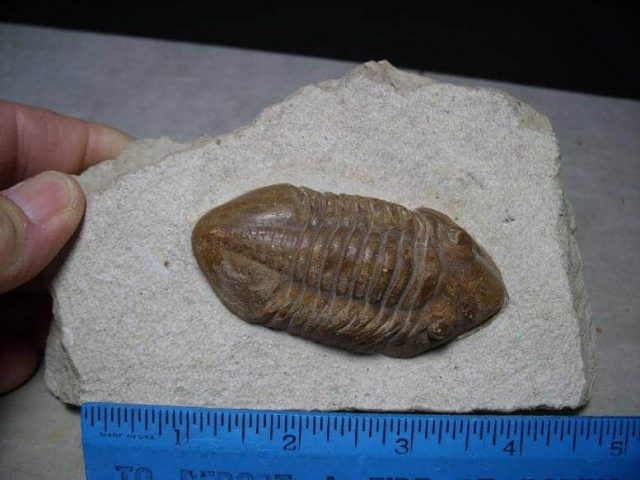 Russian Trilobite