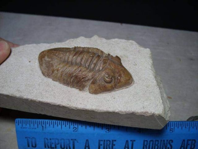 Russian Trilobite