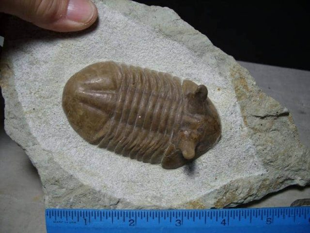 Russian Trilobite