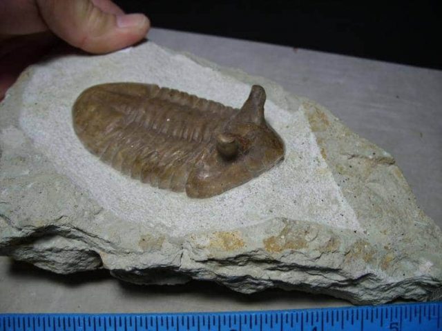 Russian Trilobite