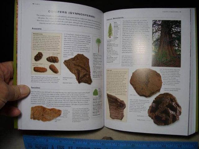 Best Selling Fossil Books