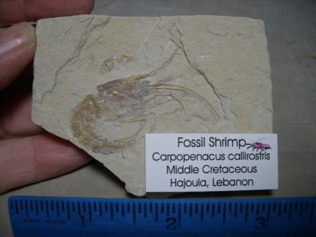 Fossil Shrimp