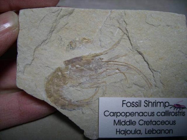 Fossil Shrimp
