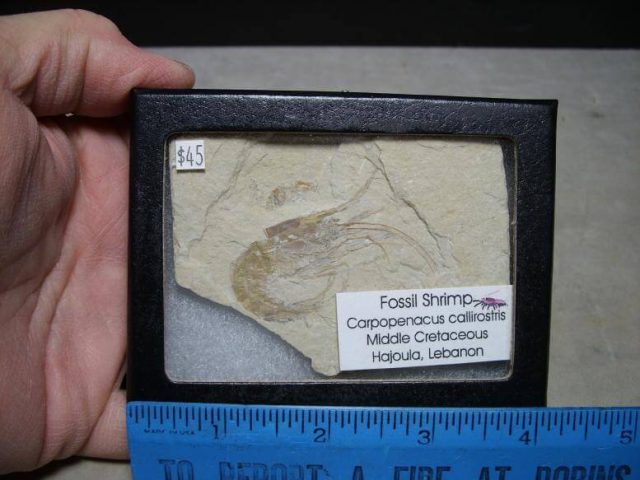 Fossil Shrimp
