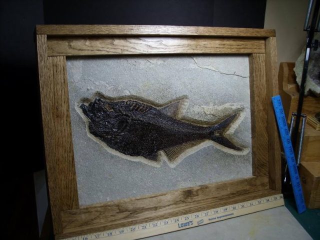 fossil fish