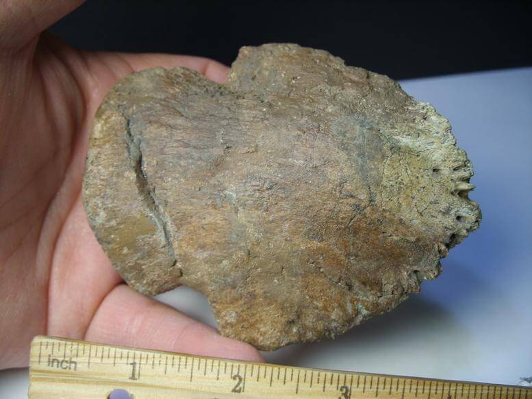hadrosaur toe bone