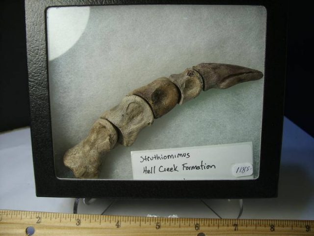 Dinosaur Bones