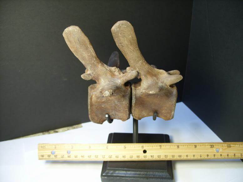 dinosaur vertebrae