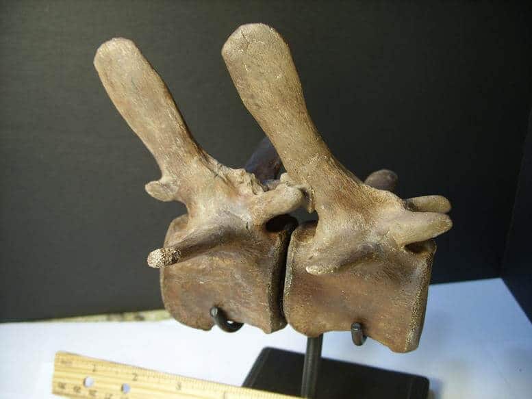 dinosaur vertebrae