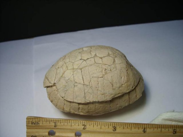 Fossil Turtle