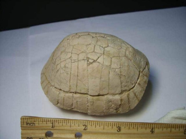 Fossil Turtle