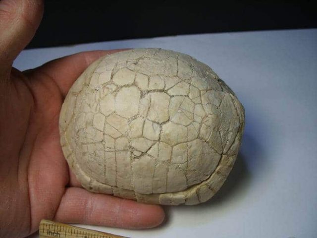 "Baby" Fossil Turtle (012517h) - Image 3