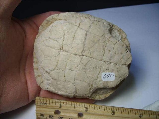 Fossil Turtle