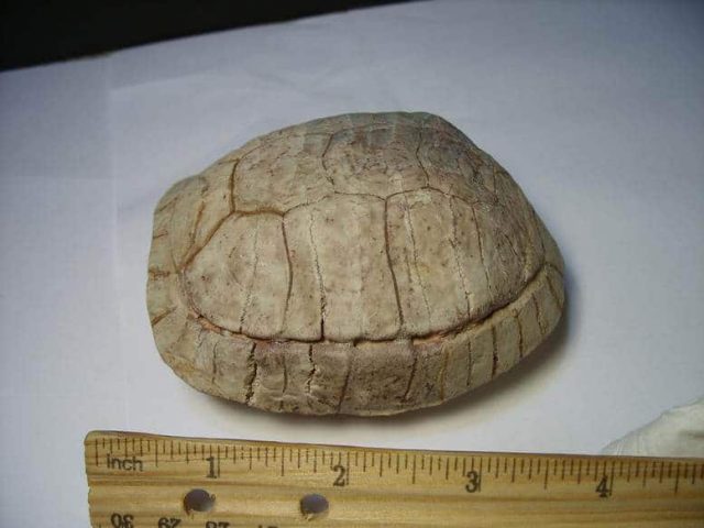 Fossil Turtle