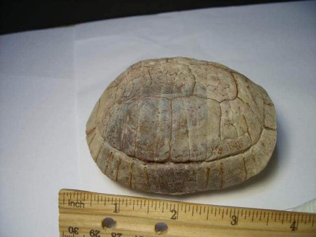 Fossil Turtle