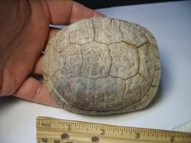 Fossil Turtle