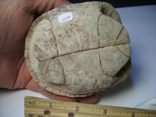 Fossil Turtle