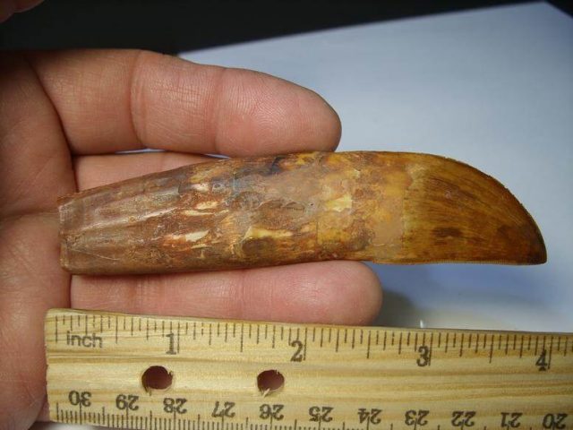 dinosaur teeth