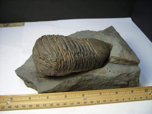 trilobite