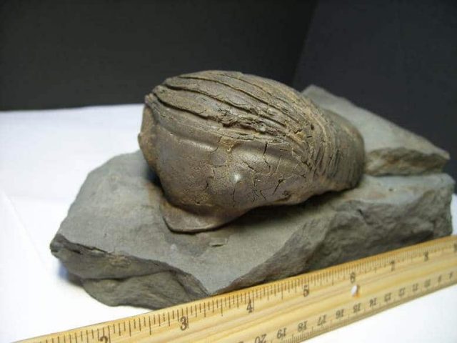 Dipleura dekayi