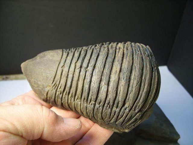 Dipleura dekayi