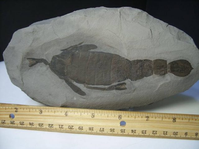 Eurypterids